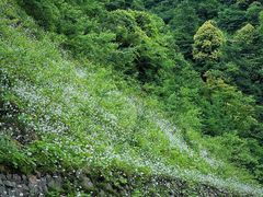 -瓦屋山景区