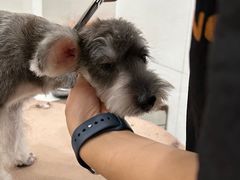 -艾贝尔宠物医院 ·内科全科(梁溪路店)