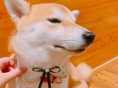 -柴务处·柴犬主题狗咖