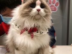 -伟伟宠物医院·瑞派猫友好医院·猫科(光谷店)