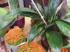-豆豆花艺(新光天地店)