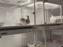 -翊宠yipet猫狗购宠庄园