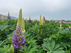-径山花海