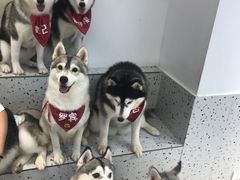 -Husky Go!哈士奇体验馆·宠物咖啡厅狗咖