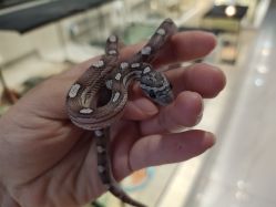 -Moni星球萌宠·小马宝莉·灵蛇·高端高阶全萌宠互动体验俱乐部(红豆国际广场店)