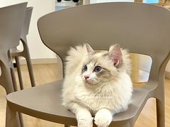 -有喵·猫咖·狗咖·30几只猫10只小狗(岗厦店)