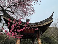 -杭州植物园