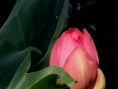 -小王府(什刹海店)