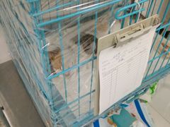 终于好了，能在思宇安安静静养伤了。-思宇宠物医院