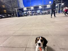 -心仪动物医院·牙专科·肿瘤·心脏科(西客站院)