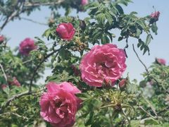 -阳台山自然风景区