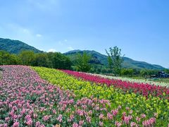 -径山花海