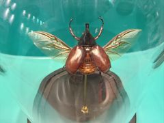 -惠州西湖风景名胜区-丰渚园