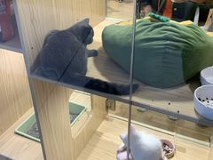 -屋虎猫馆(宝安大仟里店)