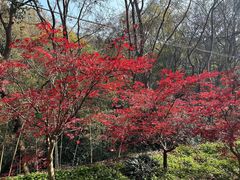 -南京老山国家森林公园