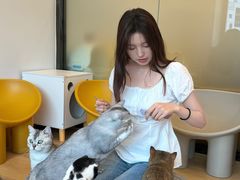 -有喵·猫咖·狗咖·30几只猫10只小狗(岗厦店)