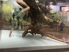 -陕西自然博物馆