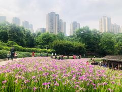 -龙头寺公园