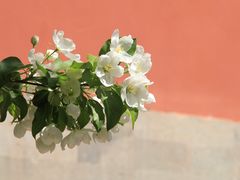 -大觉寺-停车场