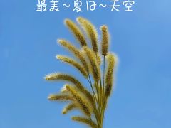 -上海滨江森林公园