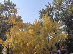 -三里屯东五街银杏大道