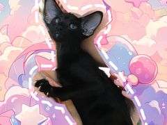 -momokira米努特·德文卷毛猫·棉花面纱犬
