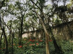 -上海佘山国家森林公园天马山园