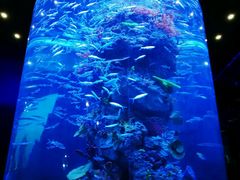 -芜湖新华联大白鲸海洋公园