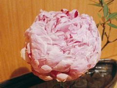 -西村日本料理(香格里拉饭店)