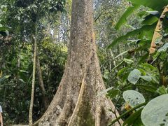 -中国科学院西双版纳热带植物园