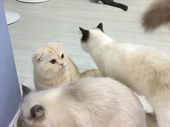 -喵的天空名猫咖啡馆·撸猫·猫舍·用品