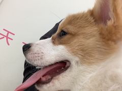 -美联众合动物医院·24h京西诊疗中心