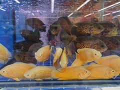 -大润发(梅兰东路店)