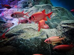 -上海海洋水族馆