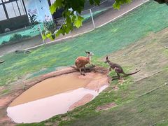 -西霞口神雕山野生动物世界