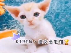 -十年猫舍·猫咪专门店(普陀店)