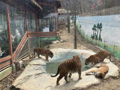 -栾川竹海野生动物园