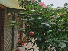 -两棵枇杷树