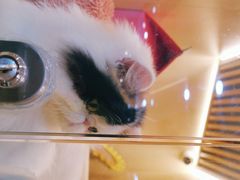 -momokira米努特·德文卷毛猫·棉花面纱犬