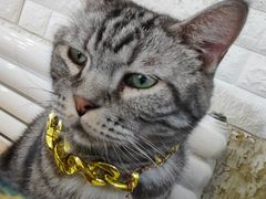-平行世界·猫咖(首经贸店)