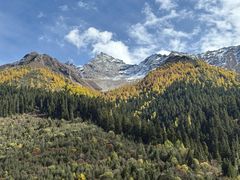 -金鼎雪山牦牛杂火锅(理县总店)