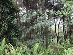 -铁山坪森林公园