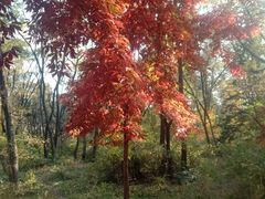 -长春市南湖公园