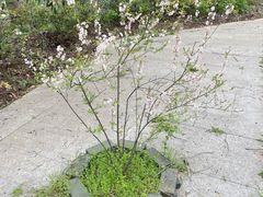 -老山国家森林公园