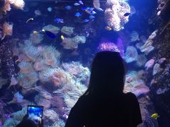 -悉尼海洋生物水族馆