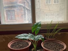 -胖哥料理(兴义里店)