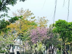 -顺峰山公园