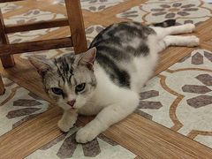 -猫猫幼稚园·撸猫·桌游·电玩