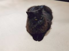 -藏猫猫咖啡主题馆(中央大道店)