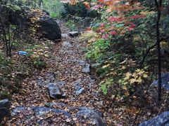 -六里坪国家森林公园